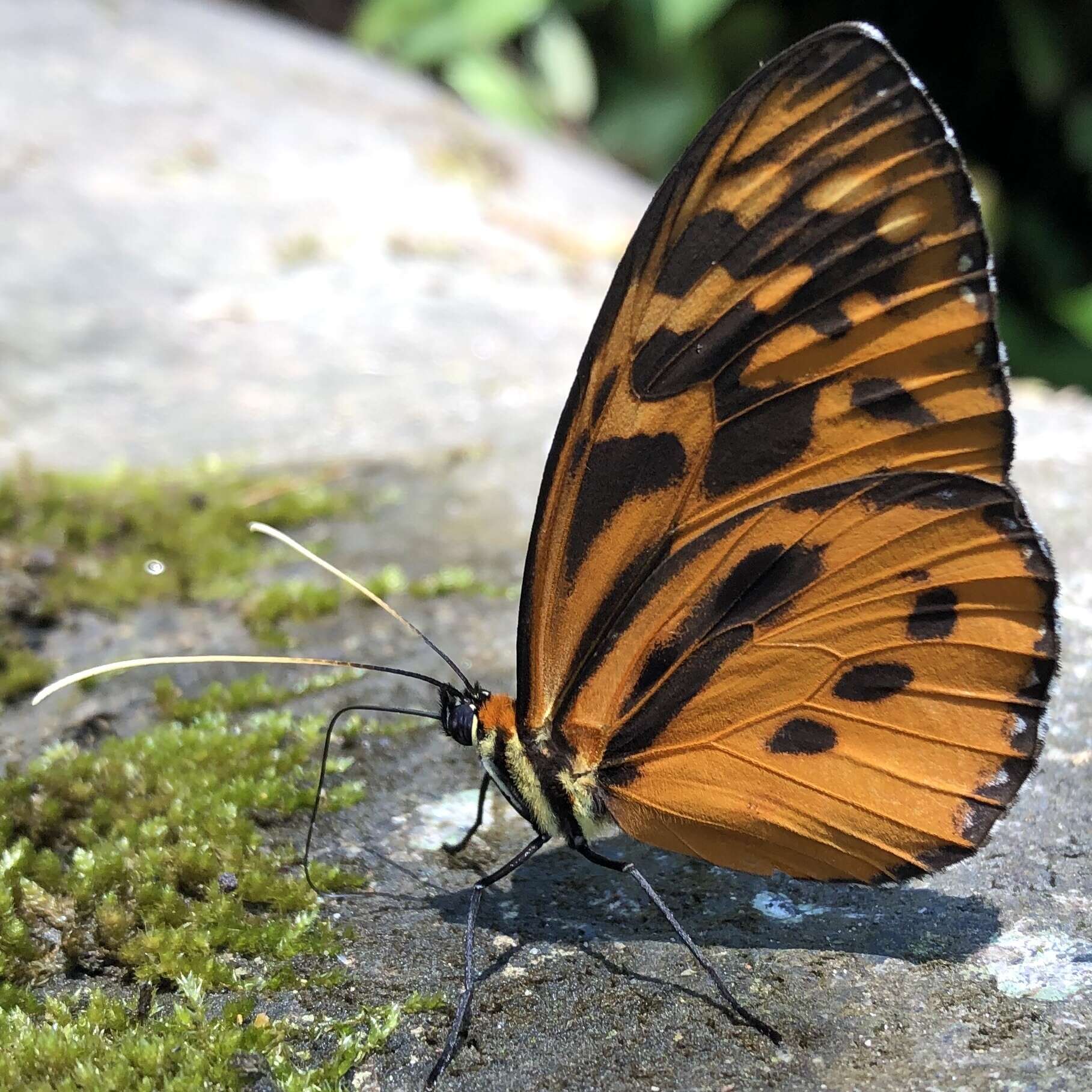 Imagem de Tithorea harmonia brunnea Haensch 1905