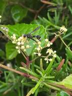 Eumenes rubronotatus Perkins 1905 resmi