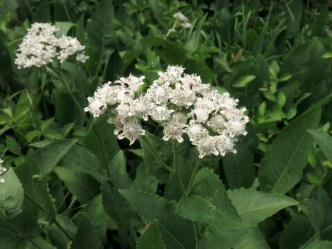 Image of wild quinine