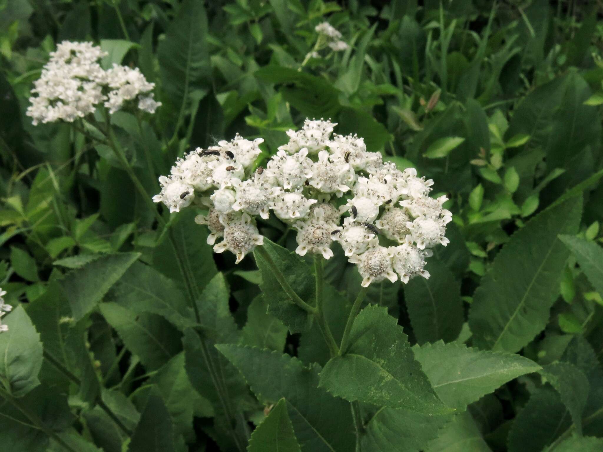 Plancia ëd Parthenium hispidum Rafin.