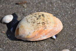 Image of oblong cockle