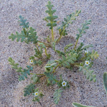 Image de Phacelia ivesiana Torr.