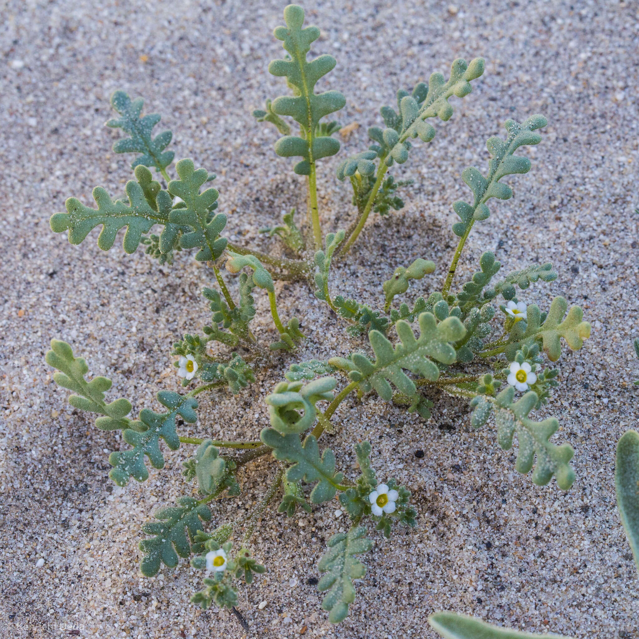 Phacelia ivesiana Torr. resmi