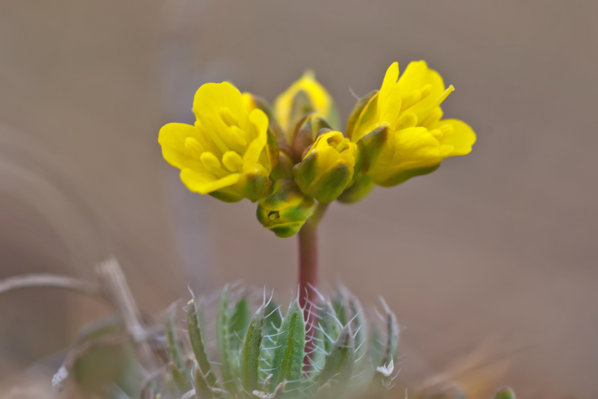 Draba aizoides (rights holder: Sarah Gregg)