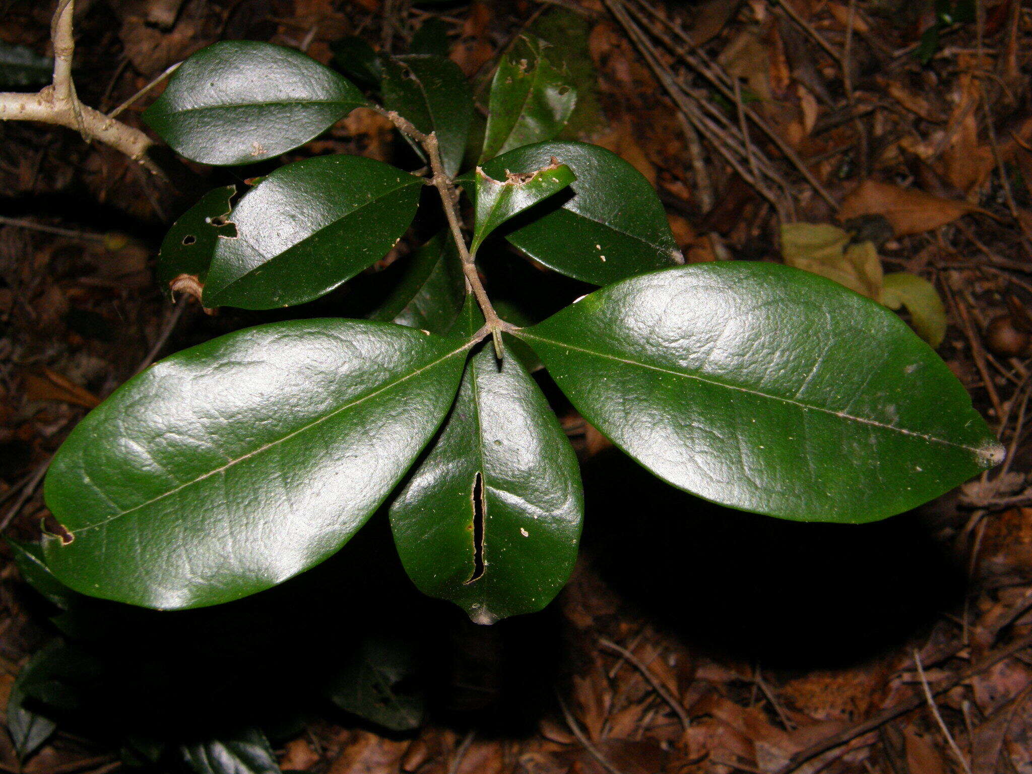 Image of Olinia ventosa (L.) Cufod.