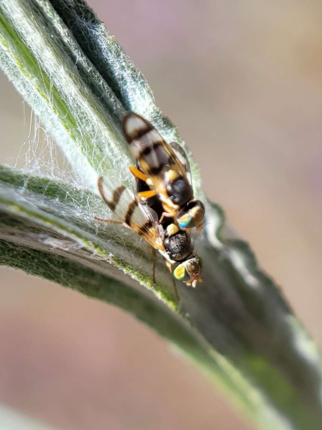 Imagem de Urophora sirunaseva (Hering 1938)