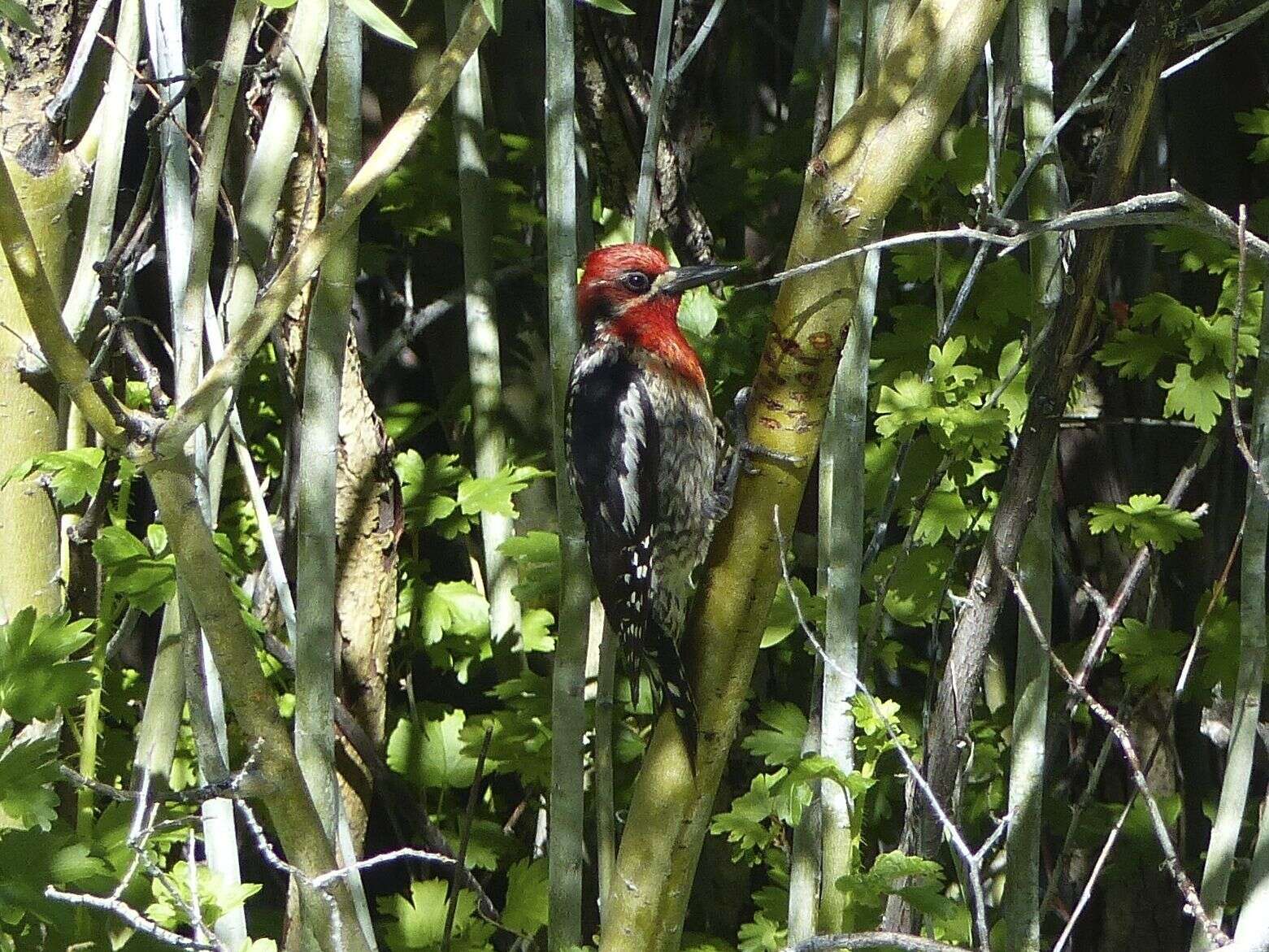 Image of Sapsucker