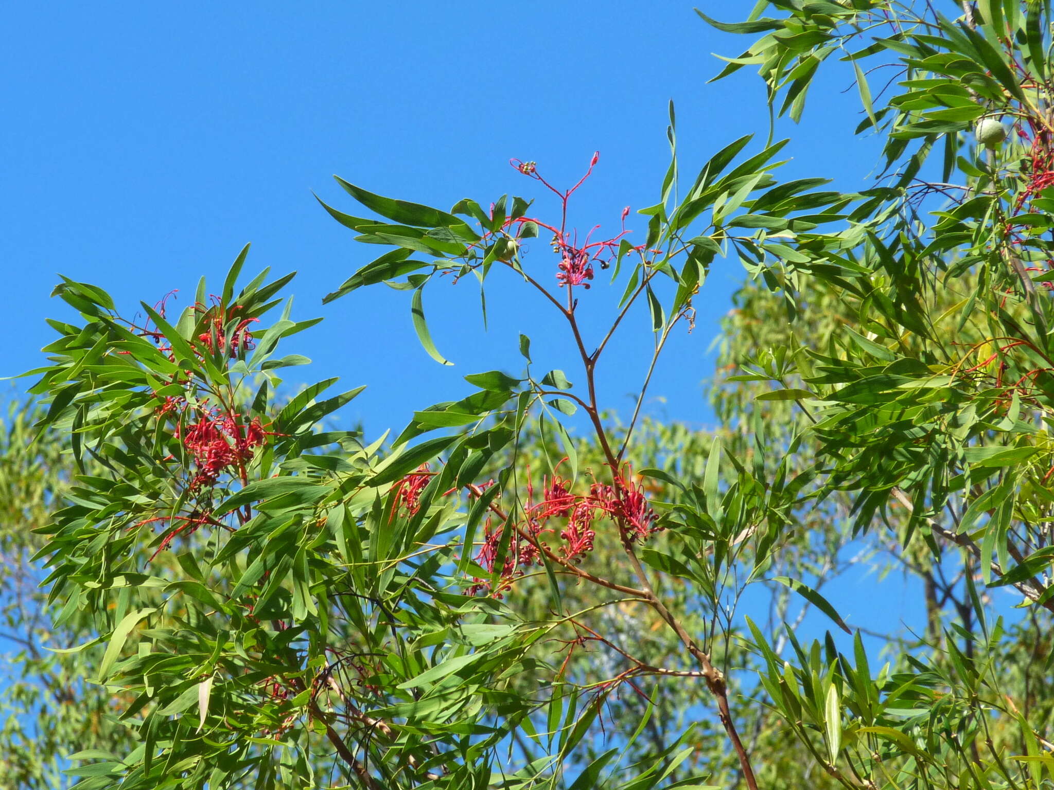 Image of Grevillea heliosperma R. Br.