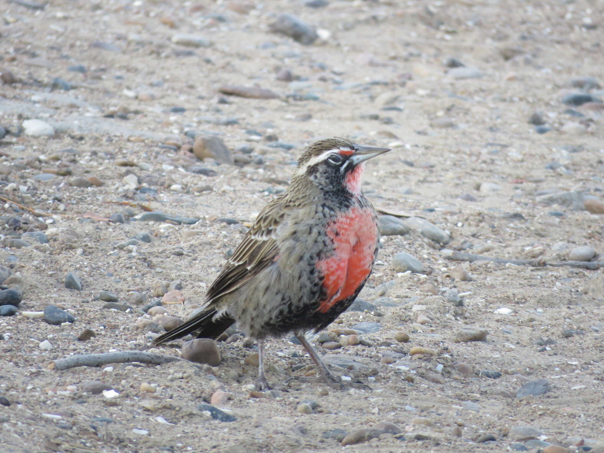 Image of Long-tailed Meadowlark