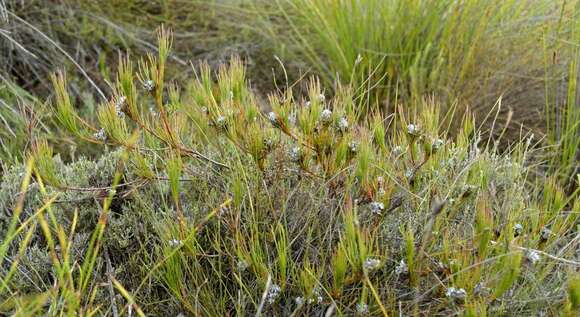 Imagem de Serruria deluvialis J. P. Rourke