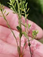 صورة Draba brachycarpa Nutt.