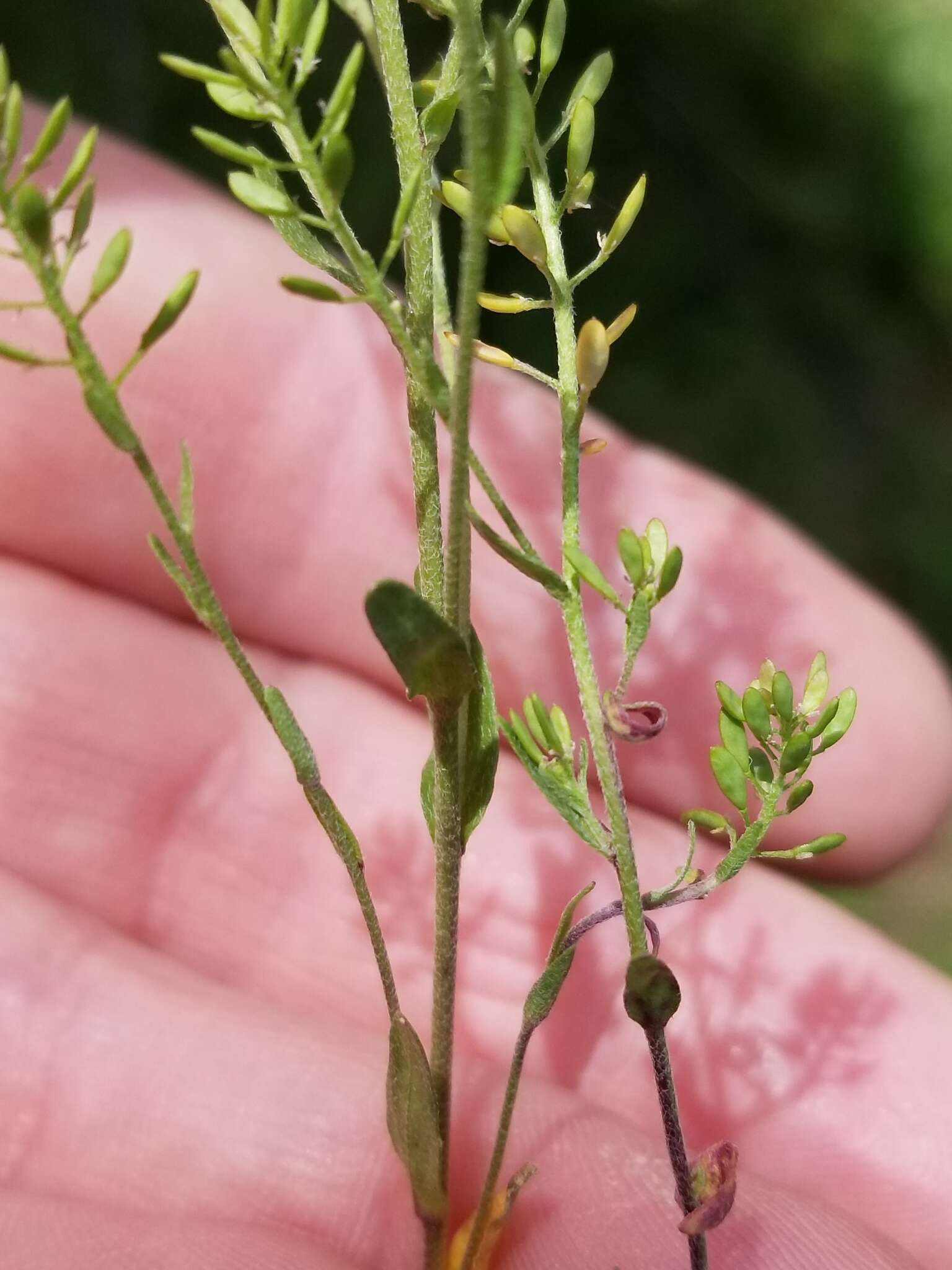 صورة Draba brachycarpa Nutt.