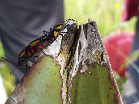 Image of Oncopeltus (Oncopeltus) orourkeae Faúndez & Rocca 2017