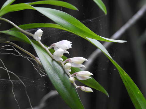 Image of Rodriguezia bracteata (Vell.) Hoehne