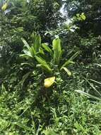 Imagem de Cordyline fruticosa (L.) A. Chev.