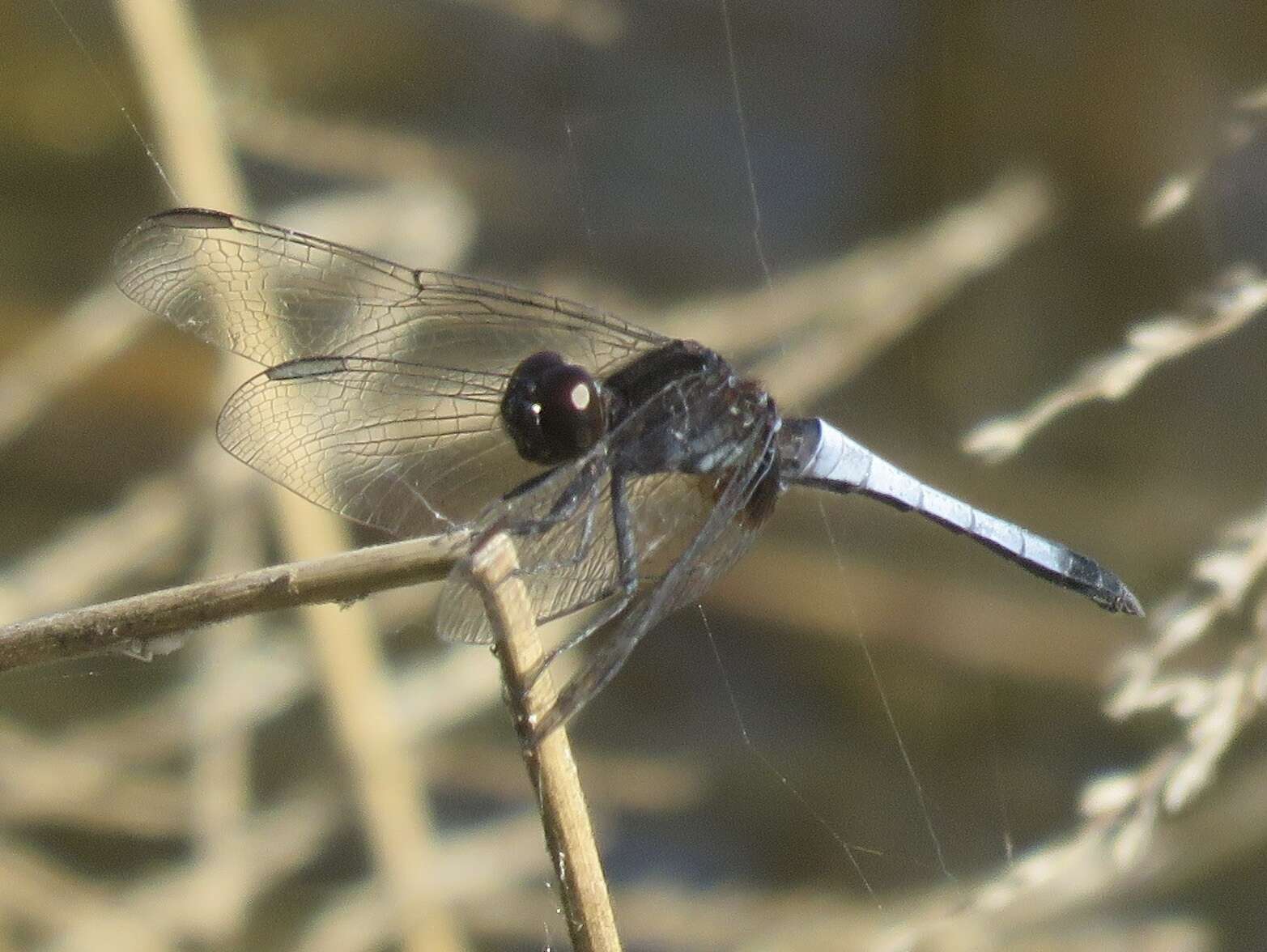 Sivun Erythrodiplax basifusca (Calvert 1895) kuva