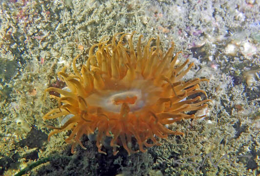 Image of southern anemone