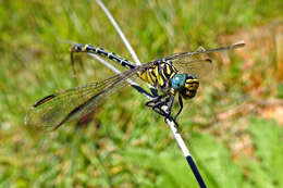 Image of Austrogomphus australis Selys 1854