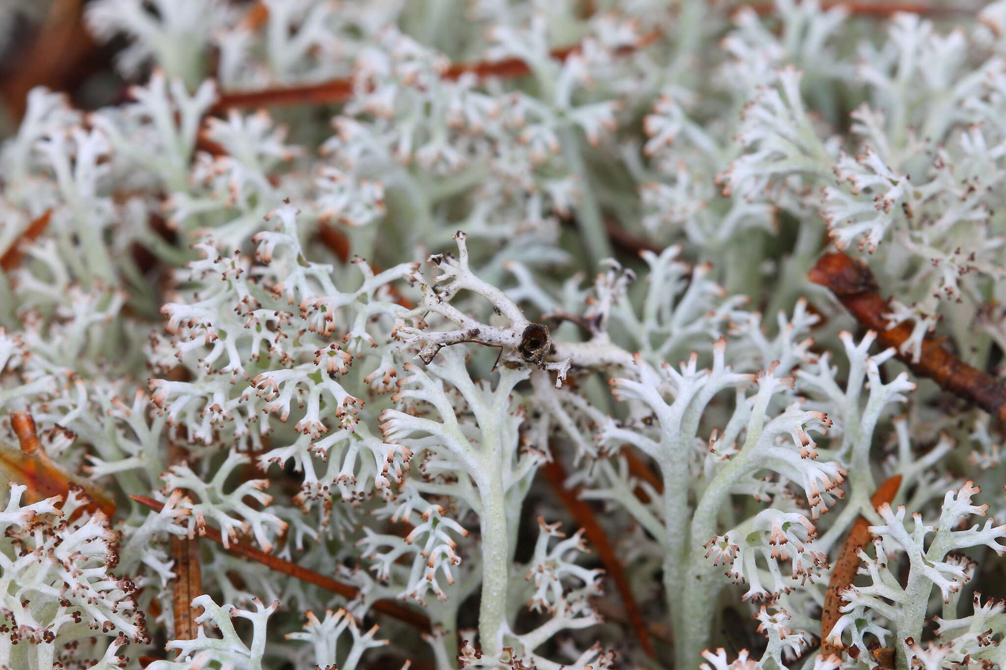 Imagem de Cladonia stygia (Fr.) Ruoss