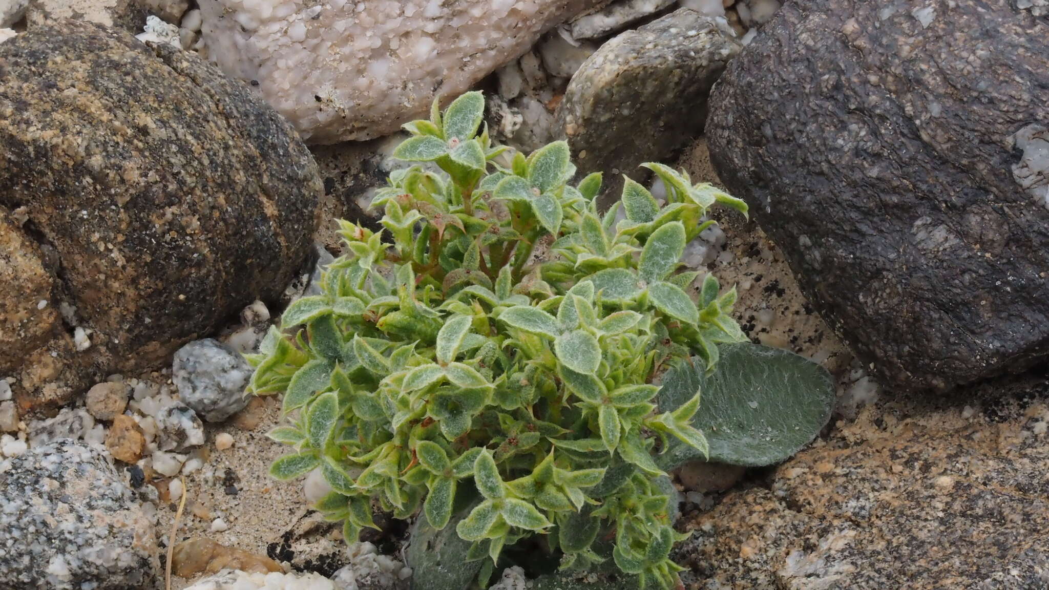 Image of wrinkled spineflower