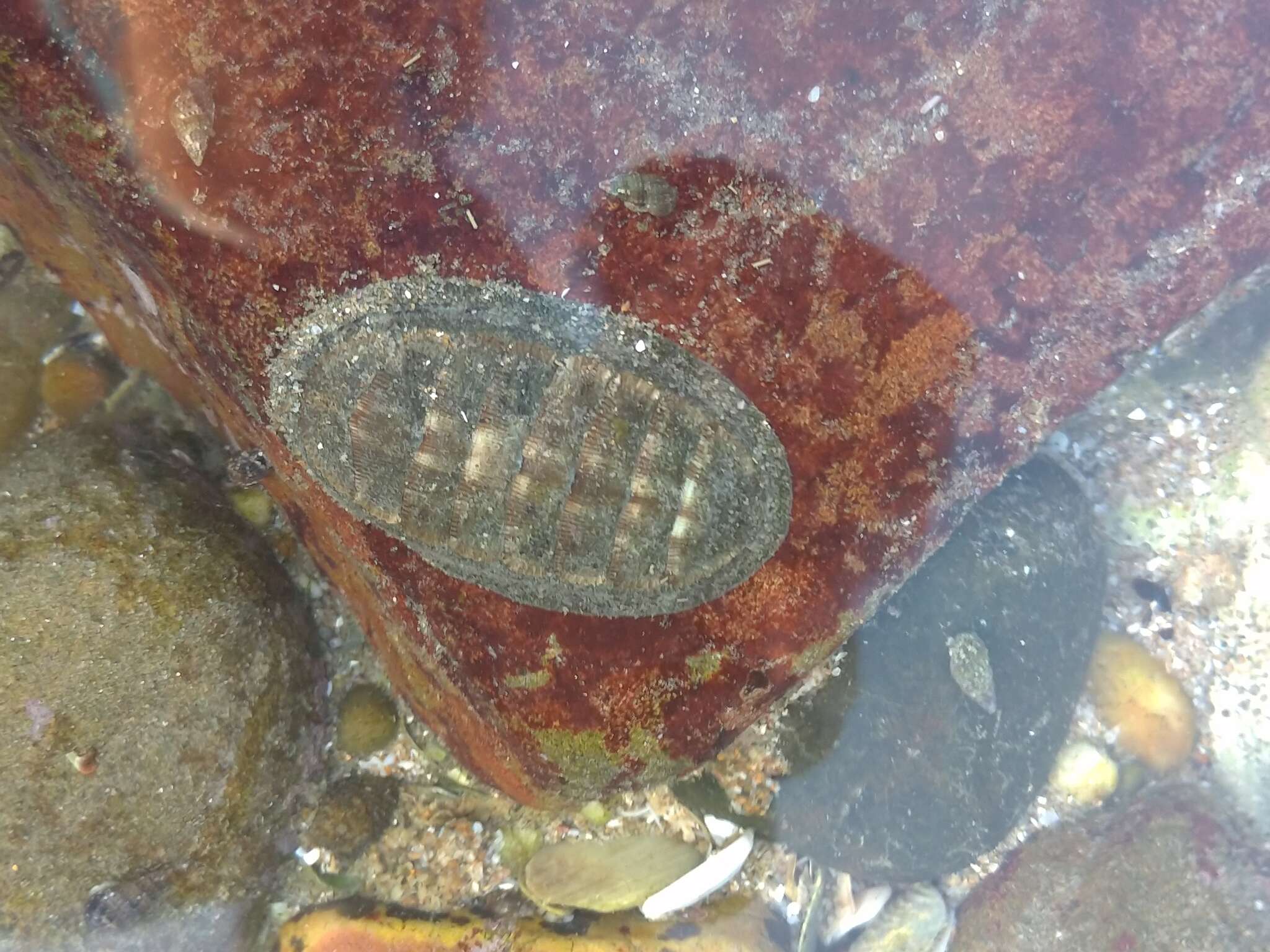 Image of Chiton stokesii Broderip 1832