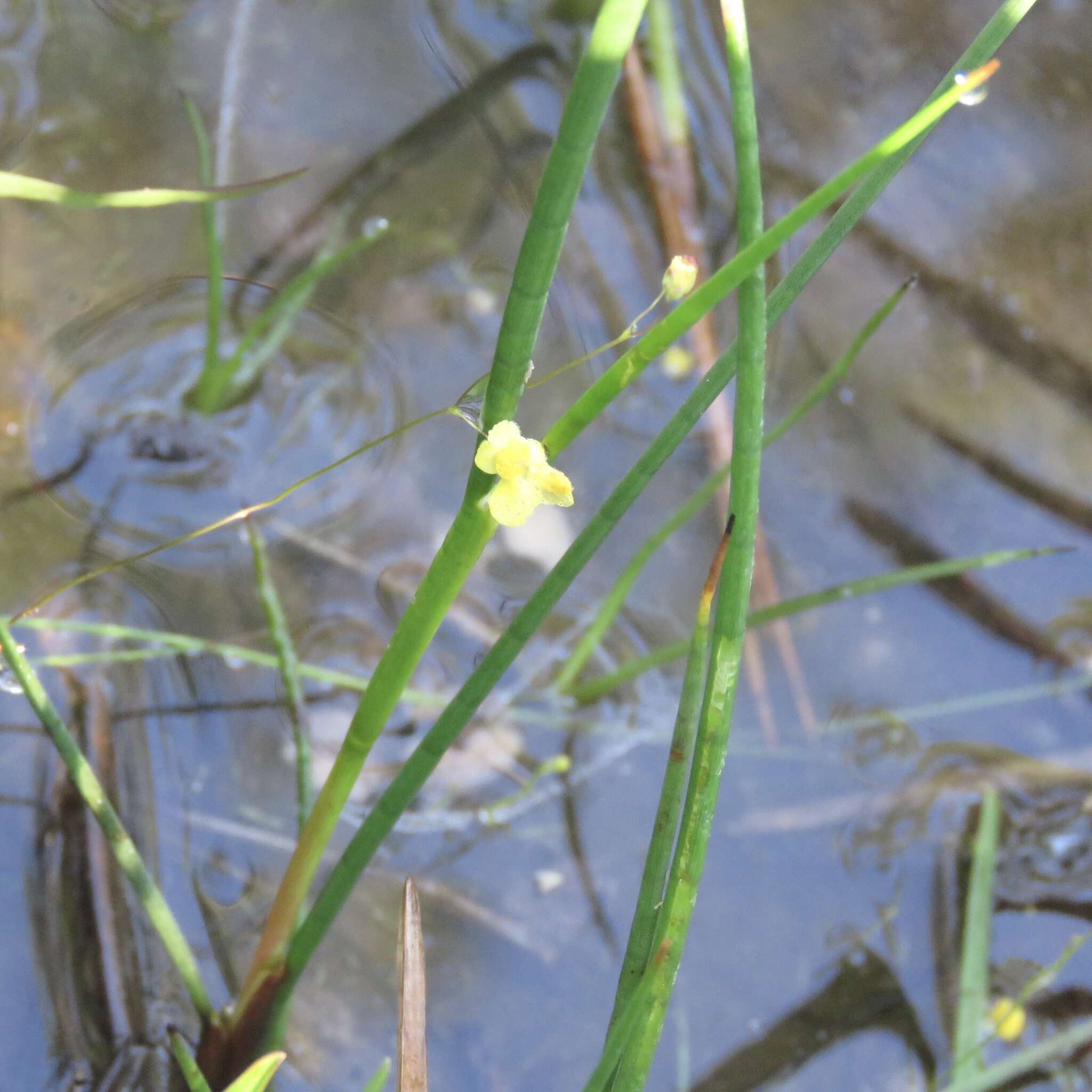 Image of Zigzag bladderwort