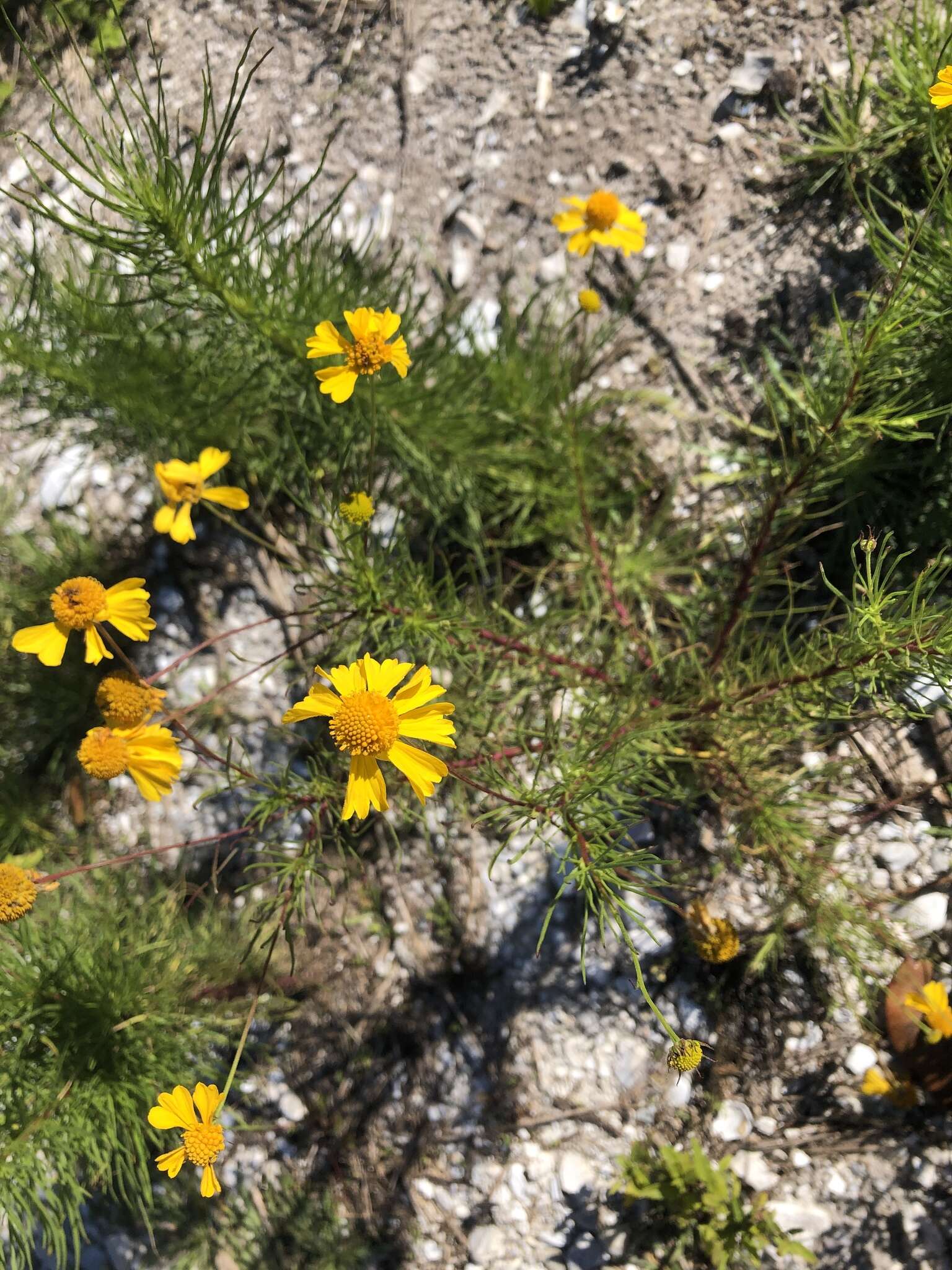 Image of coastal plain honeycombhead