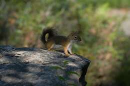 Image of Tamiasciurus hudsonicus lanuginosus (Bachman 1839)