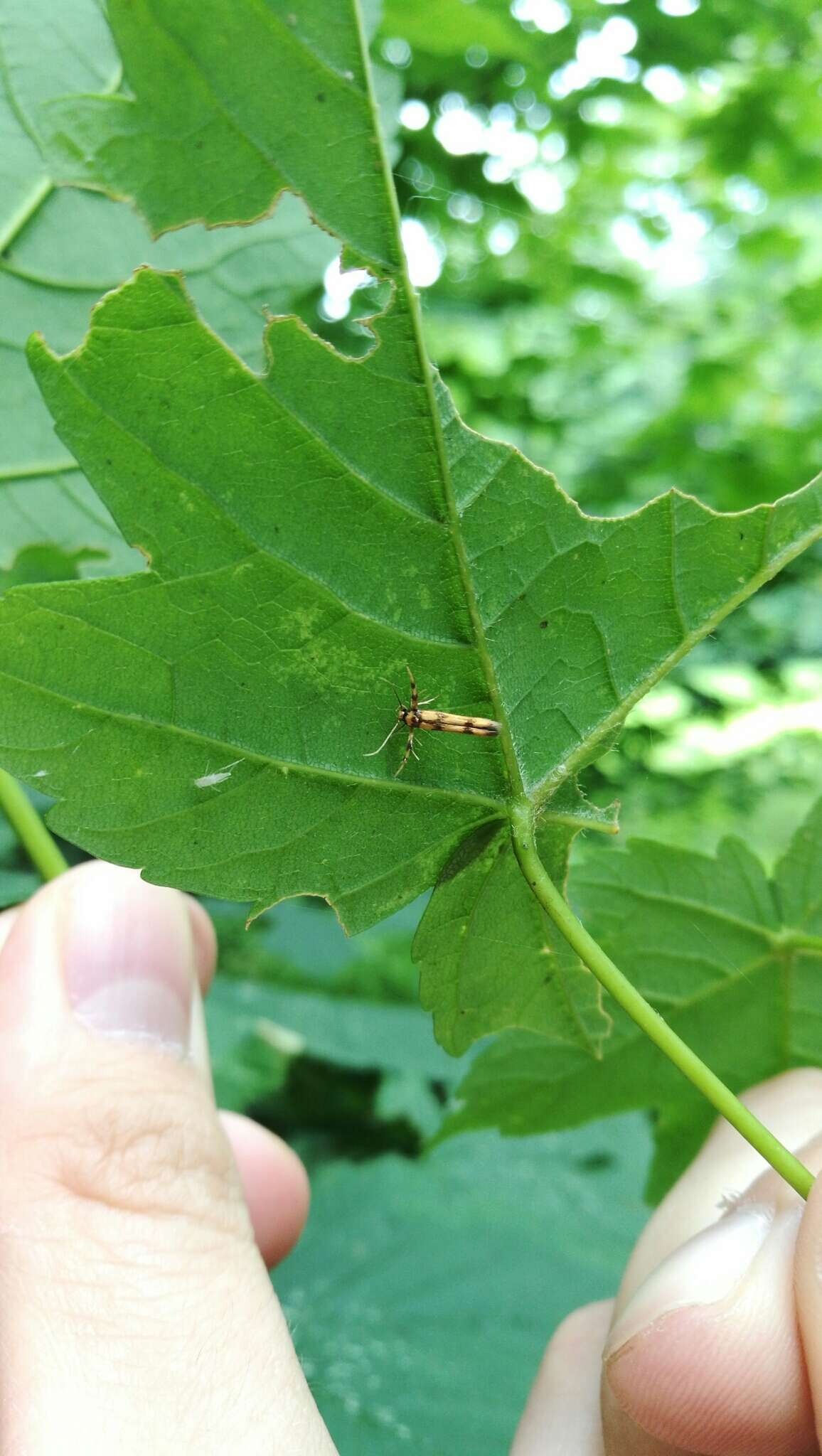 Слика од Stathmopoda pedella Linnaeus 1761