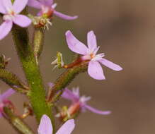 Image of Stylidium graminifolium Sw. ex Willd.