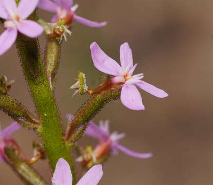 Image de Stylidium graminifolium Sw. ex Willd.