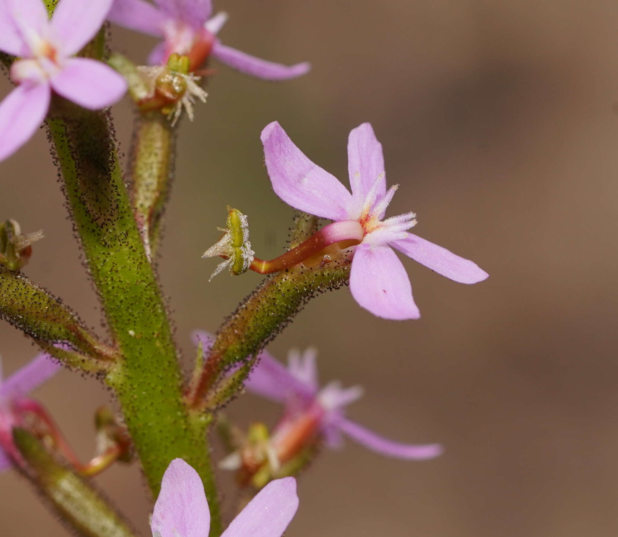 Image of Stylidium graminifolium Sw. ex Willd.