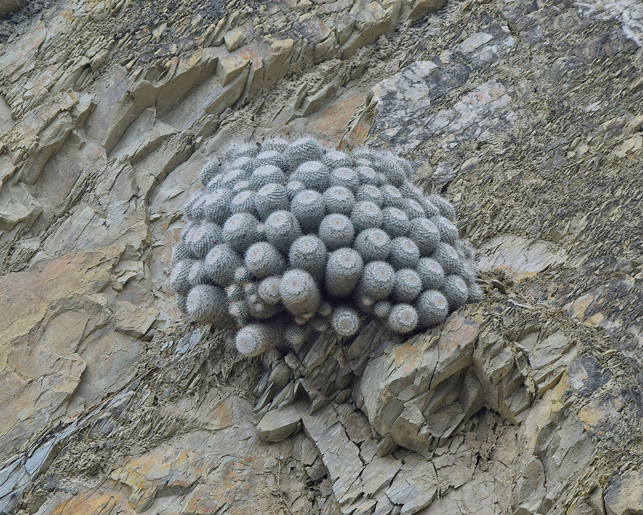 Image of Mammillaria geminispina Haw.