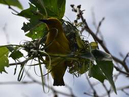 Image of Cape Weaver