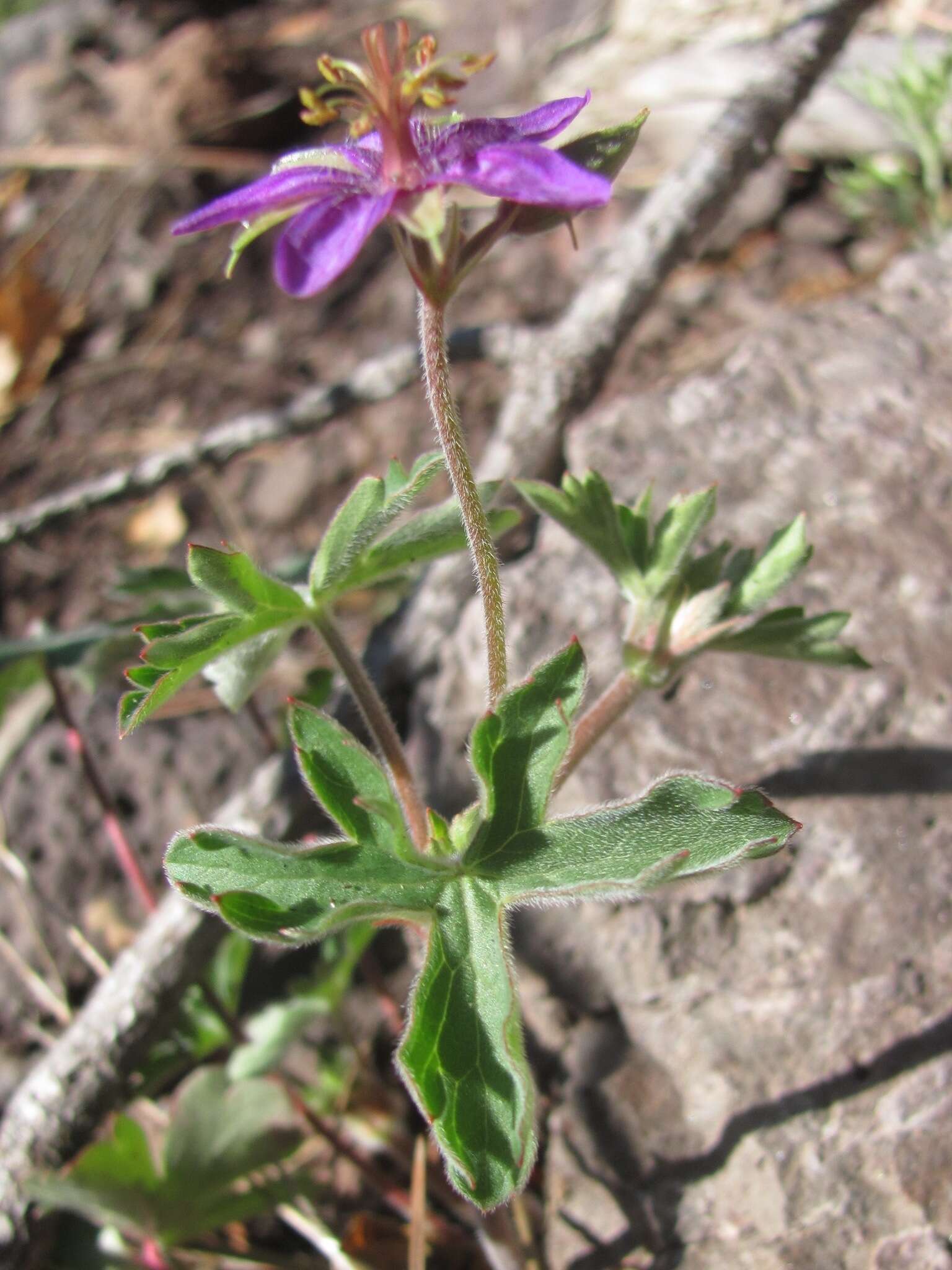 Image of pineywoods geranium