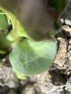 Image of Davis' milkweed