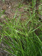 Image of Cyperus leptocladus Kunth