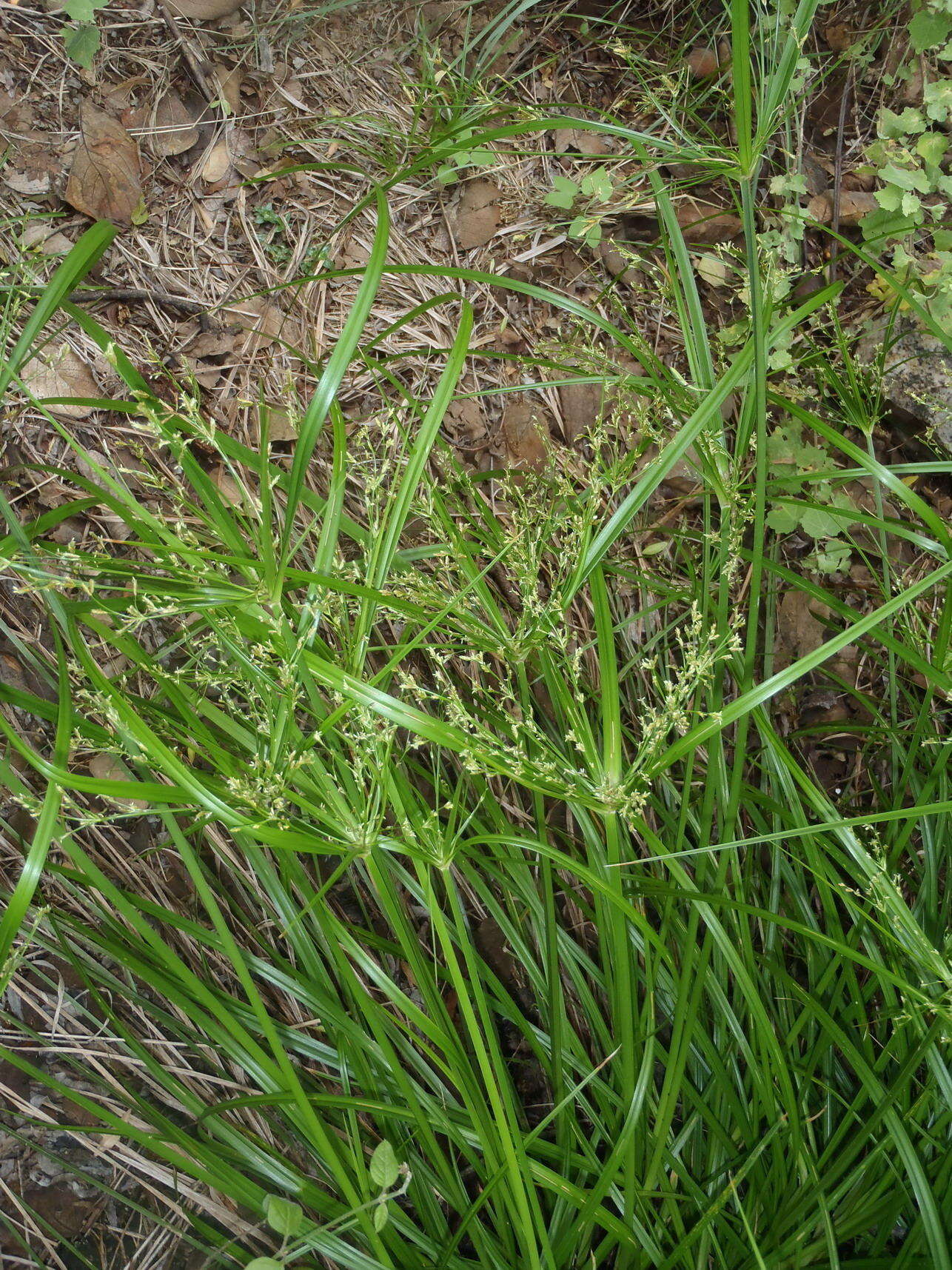 Image of Cyperus leptocladus Kunth