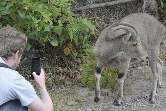 Image of Nilgiritragus Ropiquet & Hassanin 2005