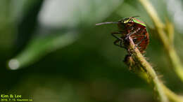 Image de <i>Poecilocoris lewisi</i>