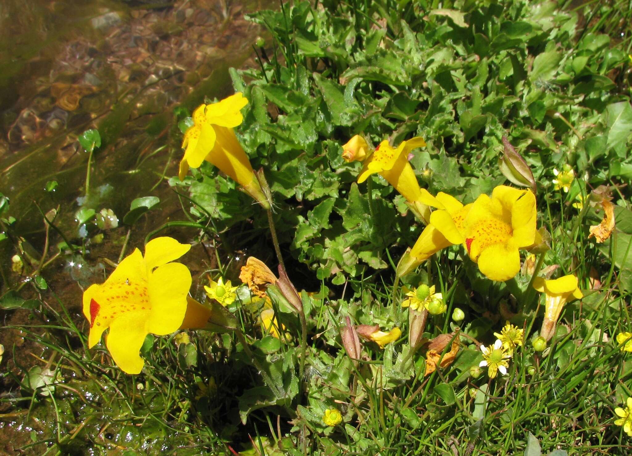 Imagem de Erythranthe lutea (L.) G. L. Nesom