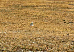 Image of Andean Lapwing