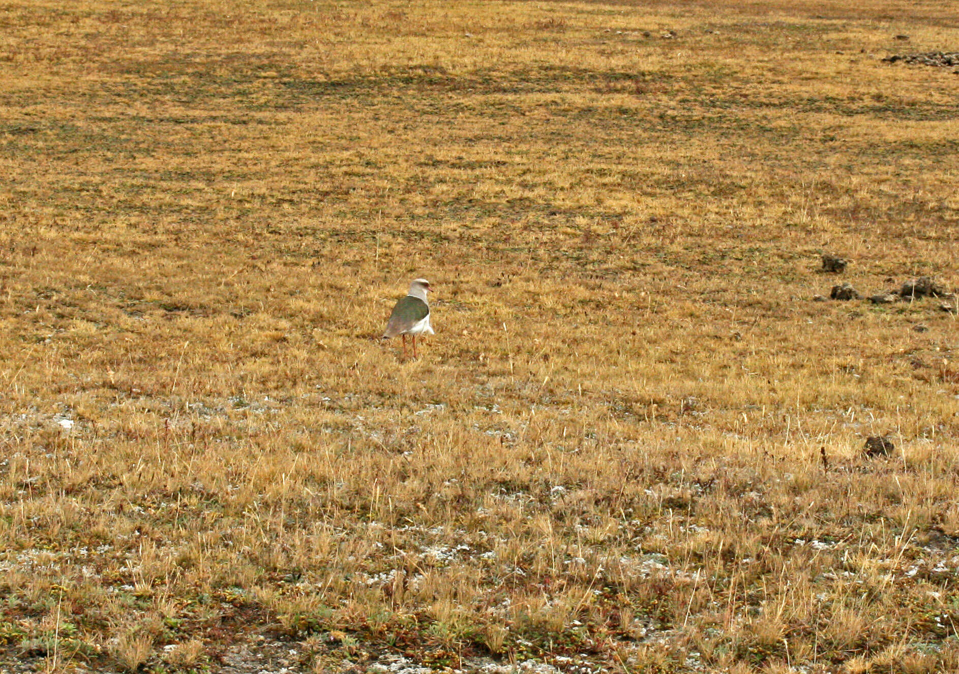 Image of Andean Lapwing