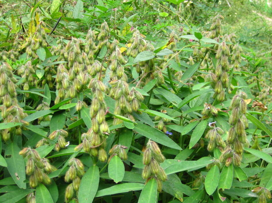 Image of Crotalaria sessiliflora L.