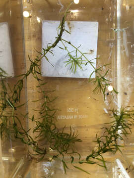 Image of western waterweed