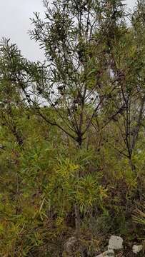 Image of Hakea eriantha R. Br.