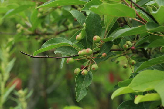 Image of <i>Malus mandshurica</i> var. <i>sachalinensis</i>