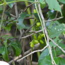 Image of Gnetum parvifolium (Warb.) W. C. Cheng