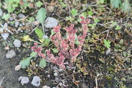 Sedum hispanicum L. resmi