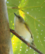 Image of Green-backed Gerygone